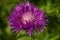 Closeup of a beautiful pink corn flower