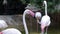 Closeup of a beautiful pink flamingo in a pond. Group of flamingos in captivity