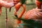 Closeup of a beautiful pink flamingo swimming in the water amongst other flamingos