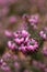 Closeup of beautiful pink heath flowers on a blurred background.