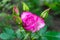 Closeup of a beautiful  pink rosebud in the garden.