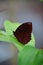 Closeup of the beautiful Pointed Leafwing (Memphis eurypyle) butterfly on the blurred background