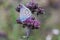 Closeup of a beautiful Polyommatus eros butterfly pollinating a purple flower