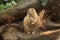 Closeup of a beautiful prairie dog with a cute face in a garden