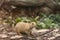 Closeup of a beautiful prairie dog with a cute face in a garden