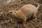 Closeup of a beautiful prairie dog with a cute face in a garden