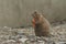 Closeup of a beautiful prairie dog with a cute face in a garden