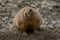 Closeup of a beautiful prairie dog with a cute face in a garden