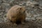 Closeup of a beautiful prairie dog with a cute face in a garden