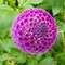 Closeup of a beautiful purple Dahlia Oreti Duke