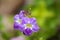 Closeup beautiful purple flowers of Creeping Foxglove, also called Chinese violet, coromandel