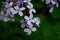 Closeup on beautiful purple gilliflower Hesperis matronalis