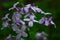 Closeup on beautiful purple gilliflower Hesperis matronalis