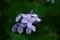 Closeup on beautiful purple gilliflower Hesperis matronalis