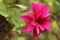 Closeup of a beautiful purplish-red dahlia in the garden.