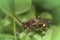 Closeup on a beautiful red female Panzer's Nomada bee, Nomada panzeri sitting on a green leaf