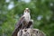 Closeup of a beautiful red kite sitting on a tree trunk in Germany