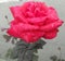 Closeup of beautiful red rose blooming, rain drops in the petals, nature photography, Valentine's day love background