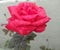 Closeup of beautiful red rose blooming, rain drops in the petals, nature photography, Valentine's day love background