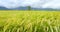 Closeup Beautiful Ripe rice field  at autumn