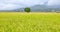 Closeup Beautiful Ripe rice field  at autumn