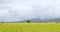 Closeup Beautiful Ripe rice field  at autumn