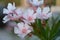 CLoseup of beautiful rodedenrum flower blossoms in June