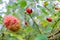 Closeup of beautiful rose bedeguar gall on a twig rosehips during autumn.