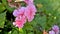 Closeup of beautiful rose color flowers of Pelargonium peltatum also known as Ivyleaf, Peltated, Hanging geranium