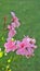 Closeup of beautiful rose color flowers of Pelargonium peltatum also known as Ivyleaf, Peltated, Hanging geranium