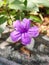 Closeup of a beautiful Ruellia tuberosa flower growing in a garden