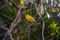 Closeup of a beautiful saffron finch bird perched on a tree branch