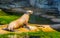 Closeup of a beautiful sea lion sitting at the water side, Eared seal specie, Marine life animals