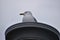 Closeup of a beautiful seagull standing on a metal pillar on a lake in Toronto, Canada