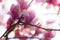 Closeup of beautiful shining magnolia flowers blooming in spring. Perfect background shot for mother`s Day and Valentines`s Day