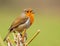 Closeup of a beautiful singing robin