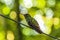 Closeup of a beautiful small hummingbird in Lake Yojoa, Honduras against a blurry background