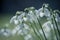 Closeup of beautiful snowdrops covered with rain droplets