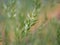 Closeup of beautiful Soft brome Bromus hordeaceus - Bull grass, Soft cheat, Soft chess