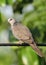 Closeup of Beautiful Spotted Dove