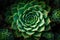 Closeup Beautiful succulent plant. Generative Ai