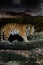 Closeup of a beautiful Sumatran tiger, a vertical shot