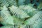 Closeup on beautiful summer outdoor freshness tree fern leaves b