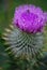 Closeup of a beautiful thistle flower with dewdrops on it