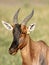 Closeup of a beautiful Topi antelope