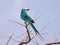 Closeup of a beautiful tranquil wild Abyssinian Roller perched on a tree on a blue background