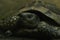 Closeup of a beautiful turtle portrait