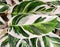 Closeup of the beautiful variegated leaf of Calathea White Fusion