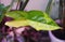 Closeup of the beautiful variegated leaf of Syngonium Aurea