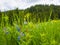 Closeup beautiful view of nature green grass, carpathian mountains flora, meadow over pine woods background with sunlight